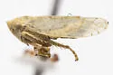 Mesamia ludovicia