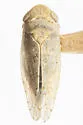 Mesamia ludovicia - photo 2