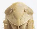 Mesamia ludovicia - photo 3
