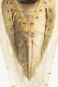 Mesamia ludovicia - photo 4