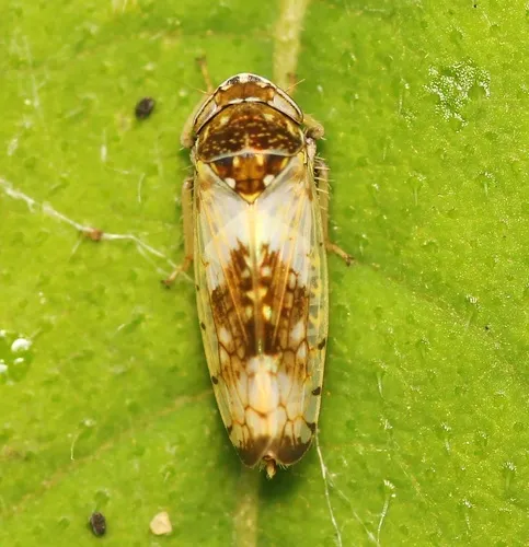 Mesamia nigridorsum