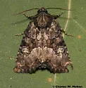 Mesapamea arbora - Hodges#9407