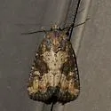 Broken-lined Brocade - Hodges#9406