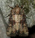 Broken-lined Brocade - Hodges#9406 - photo 2