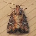 Broken-lined Brocade - Hodges#9406 - photo 3