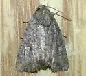 Broken-lined Brocade - Hodges#9406 - photo 4