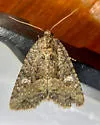 Broken-lined Brocade - Hodges#9406 - photo 5
