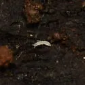 Mesaphorura macrochaeta