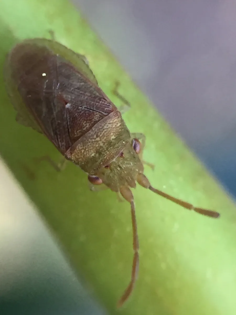 Meschiidae - photo 3