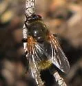 Mesembrina decipiens