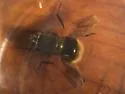 Mesembrina decipiens - photo 4