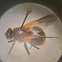 Mesembrina decipiens - photo 5