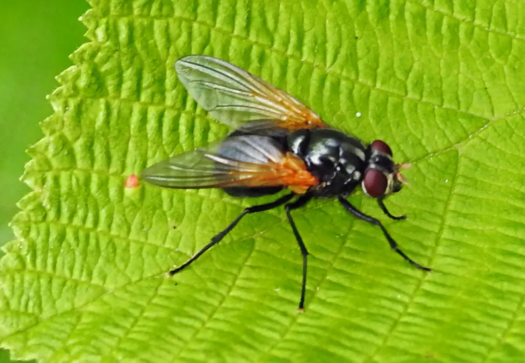 Mesembrina latreillii - photo 3