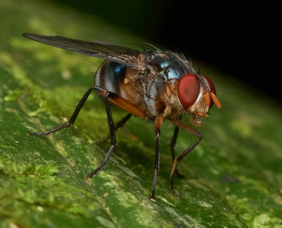 Mesembrinellidae - photo 3