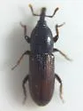 Mesites subcylindricus - photo 2