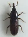 Mesites subcylindricus - photo 3