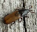 Mesites subcylindricus - photo 4