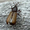 Mesites subcylindricus - photo 5