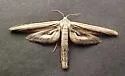 Window-winged Moth - Hodges#6085