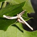 Window-winged Moth - Hodges#6085 - photo 5