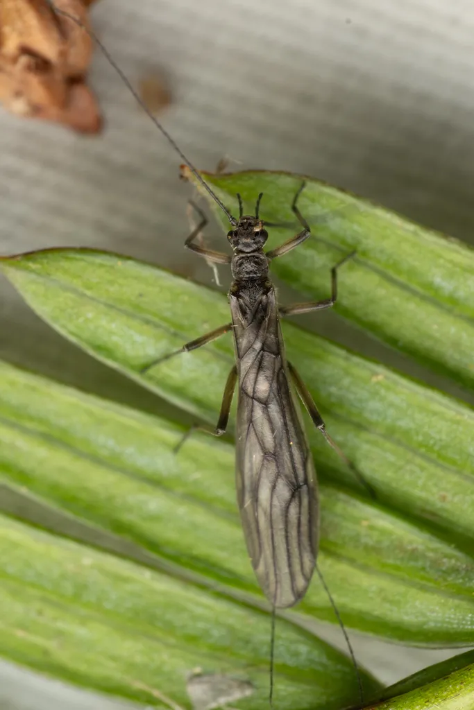 Plains Snowfly - photo 2