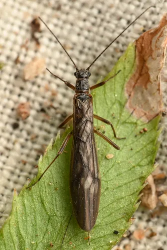 Stretched Snowfly