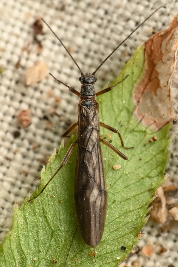 Stretched Snowfly - photo 2