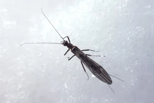 Yolo Snowfly