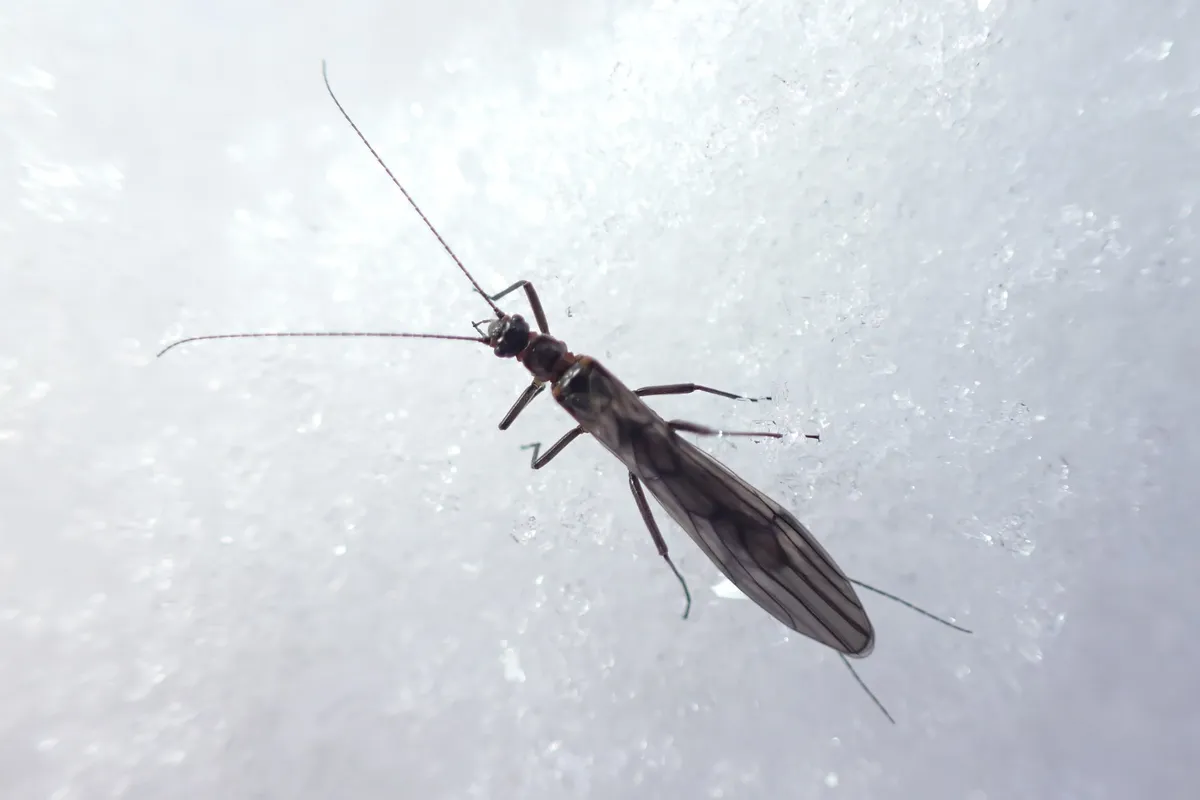 Yolo Snowfly - photo 2