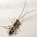 Mesochorus americanus