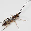 Mesochorus americanus - photo 2