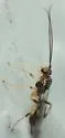 Mesochorus americanus - photo 3