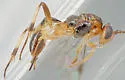Mesochorus americanus - photo 4