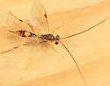 Mesochorus discitergus - Mesochorus discitergus