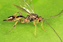 Mesochorus discitergus - photo 3