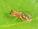 Mesochorus uniformis - photo 3