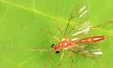 Mesochorus uniformis - photo 4