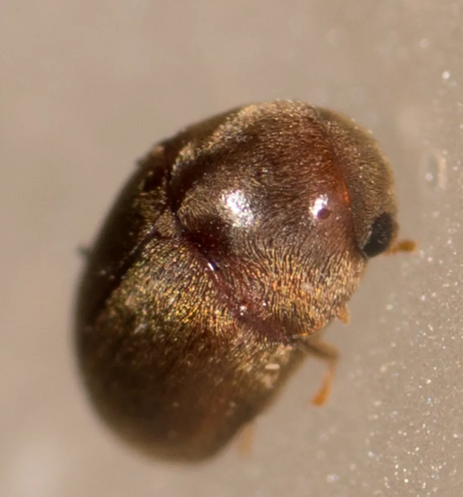 Mesocoelopus collaris - photo 2
