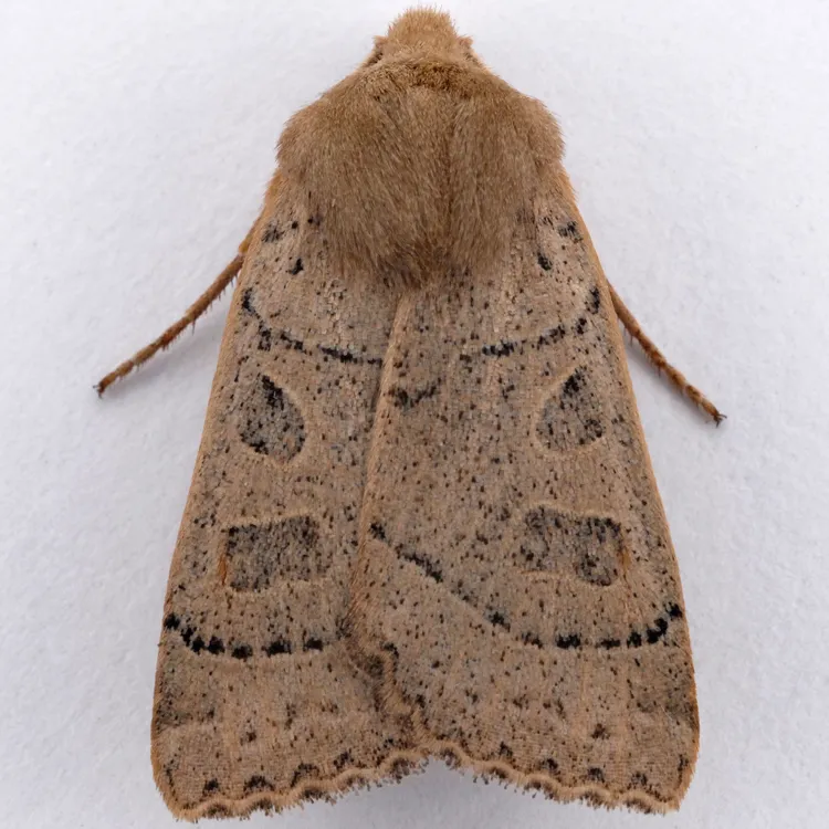 Mesogona olivata - Hodges#9953 - photo 2