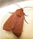 Mesogona rubra - Hodges#9953.1 - Mesogona rubra
