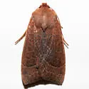Mesogona rubra - Hodges#9953.1 - photo 4