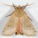 Mesogona subcuprea - Hodges#9953.2
