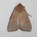 Mesogona subcuprea - Hodges#9953.2 - photo 2