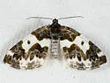 Western White-Ribboned Carpet - Hodges#7308