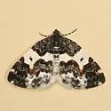 Western White-Ribboned Carpet - Hodges#7308 - photo 2