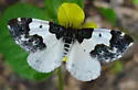 Western White-Ribboned Carpet - Hodges#7308 - photo 3