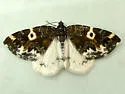 Western White-Ribboned Carpet - Hodges#7308 - photo 4