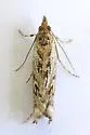 Mesolia huachucaella - Hodges#5330 - photo 4