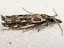 Mesolia incertellus - Hodges#5331