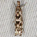 Mesolia incertellus - Hodges#5331 - photo 3